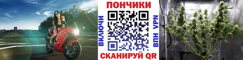 дарнет шоп  Зеленоградск  Каннабис ГИДРОПОН 